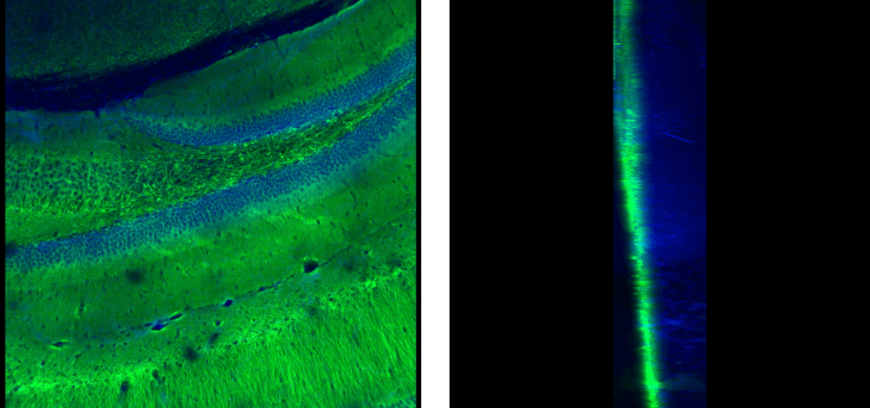 3D+Tissue+Labeling