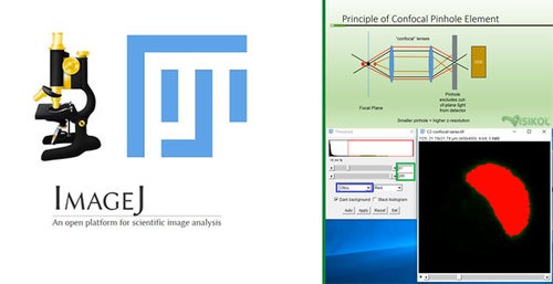 czi file imagej