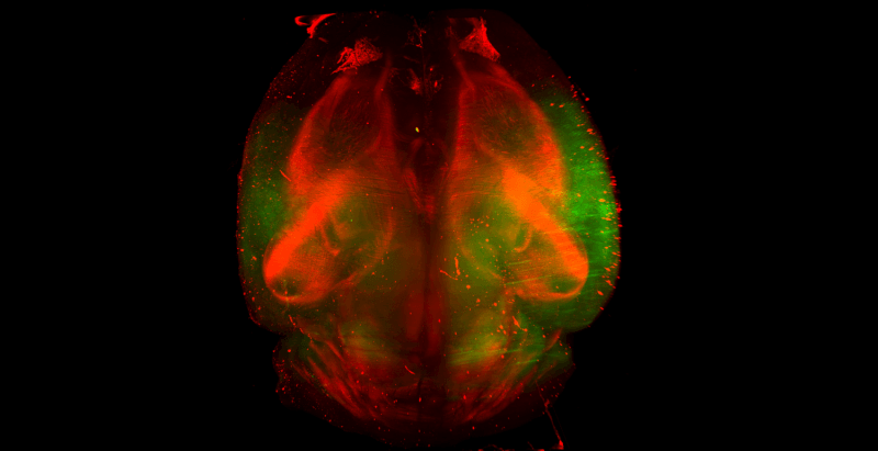 Visikol+HISTO+Mouse+Brain