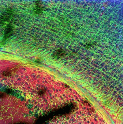 Mouse Brain Slice 20X