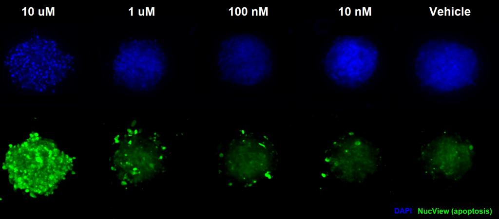 3D Cell Model Apoptosis Assay Service