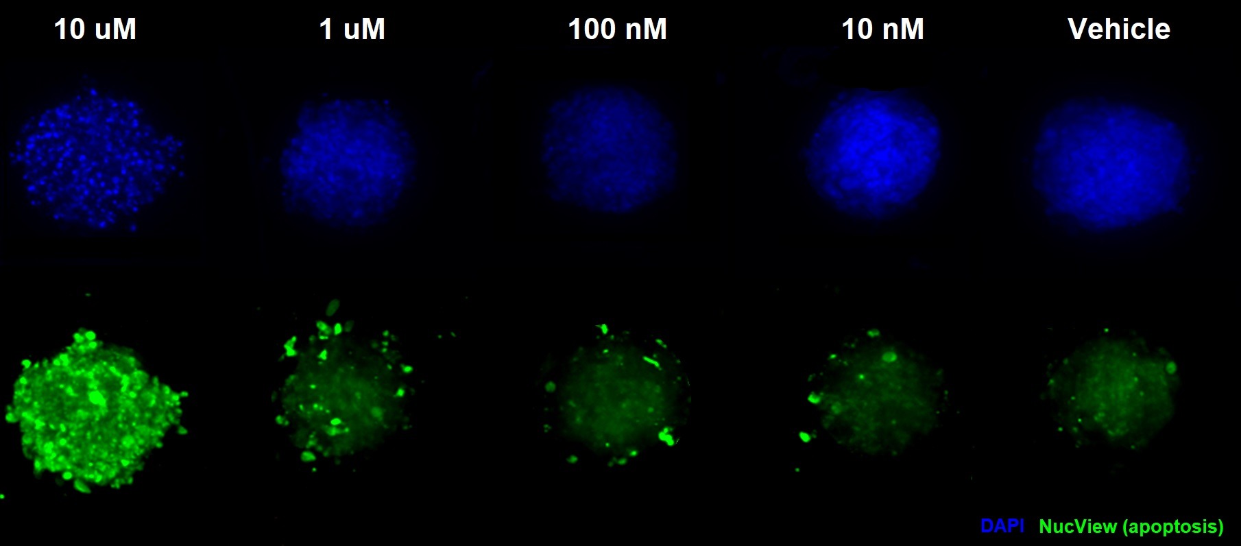 Figure for apoptosis