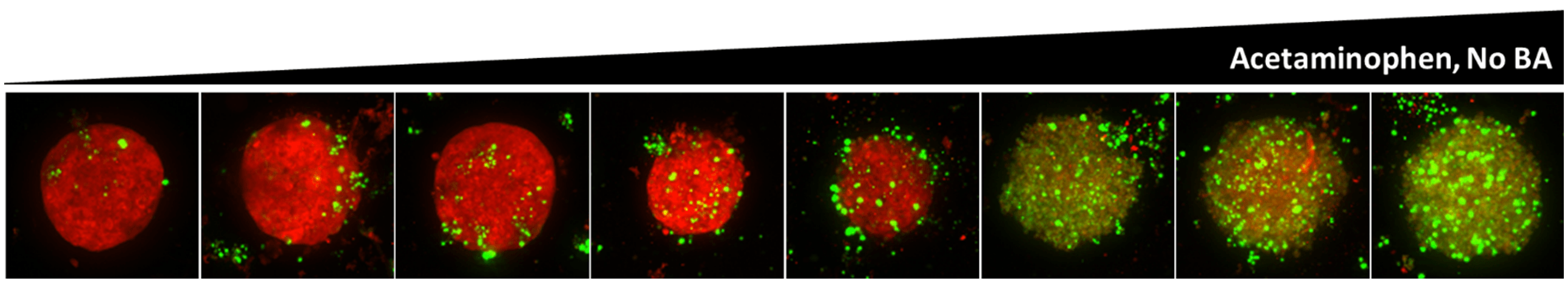 Mitochondrial Function 3D Cell Culture Assay