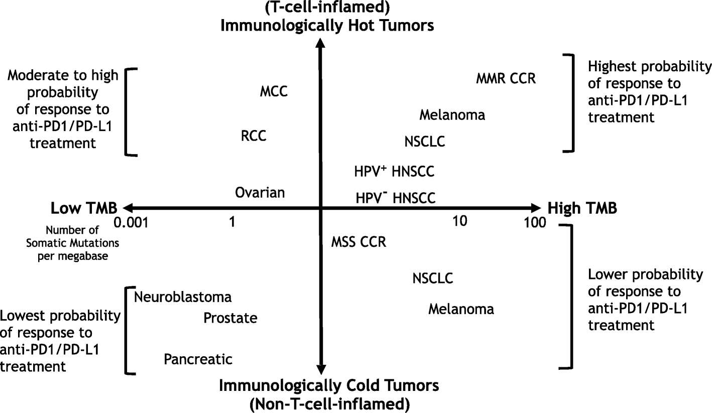Immunologically Hot Tumors