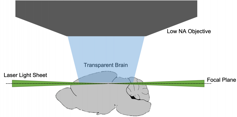 Light Sheet Microscopy For Tissue