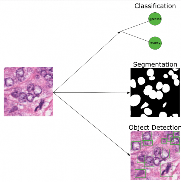 Applying Deep Learning To Bio-Imaging And Digital Pathology | Visikol