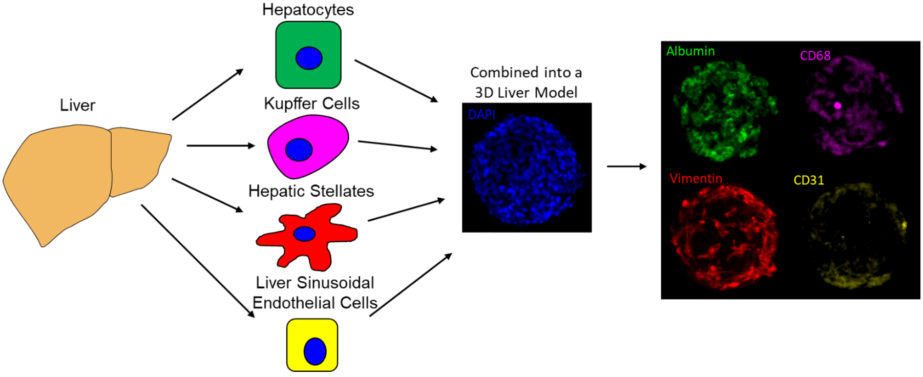 kupffer cells diagram