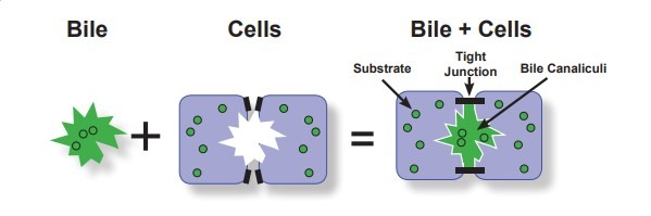 HURELflux example