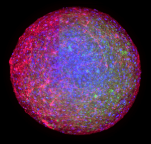 Neuronal Organoid