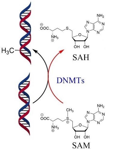 DNA Methylation