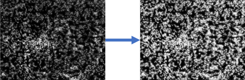 An example of a local contrast adjustment algorithm applied to an image.