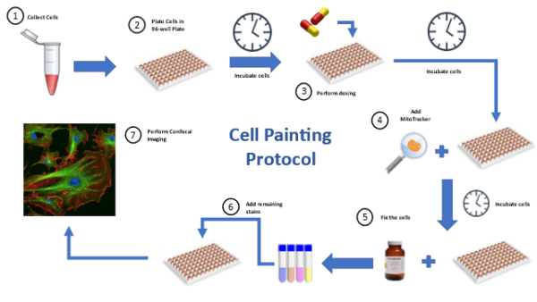 Cell Painting Assay