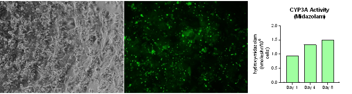 Phase contrast and bile canaliculi staining of HUREL human hepatocyte