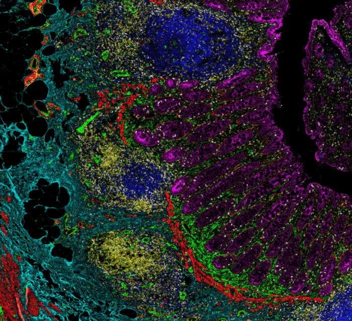 >90 of Multiplex Publications with 20+ IHC markers use Imaging Mass
