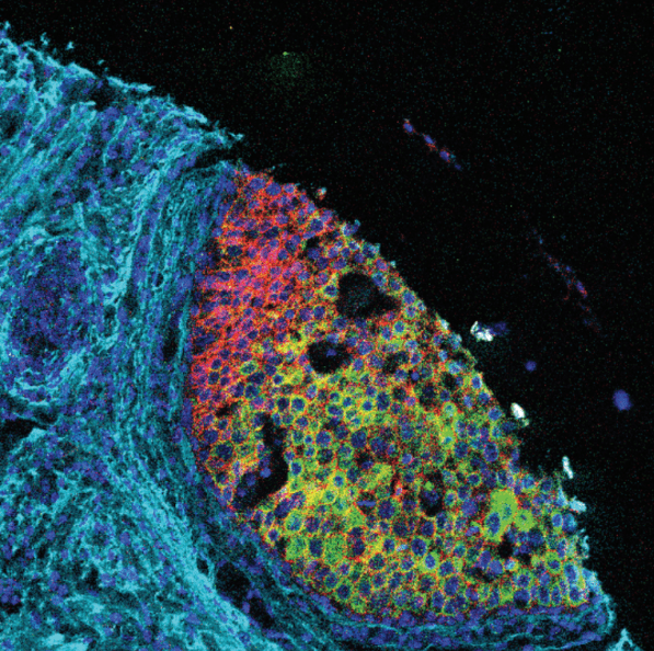 Imaging Mass Cytometry Services