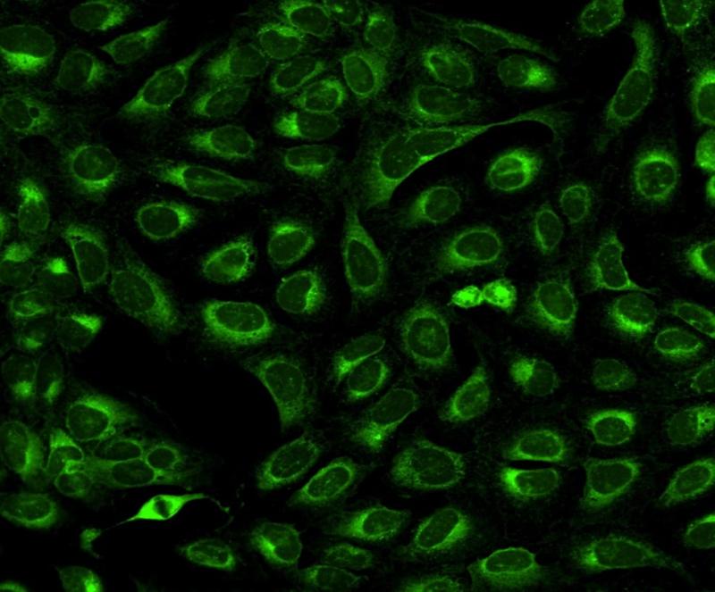 Using Cell Painting for Morphological Changes