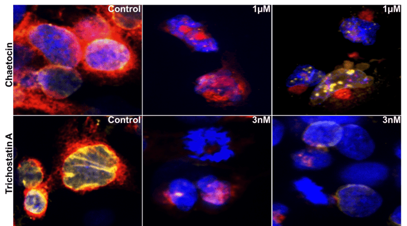 A549 cells treated