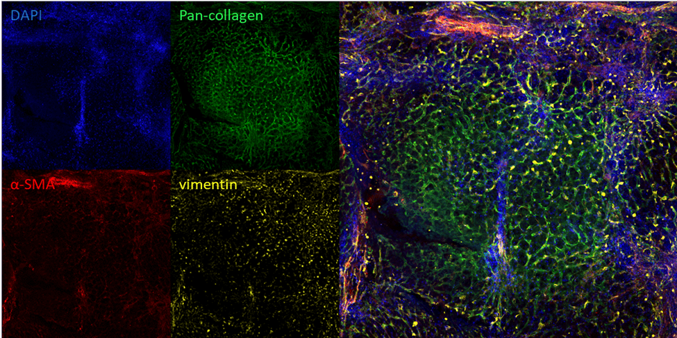 PCLSAntibodies