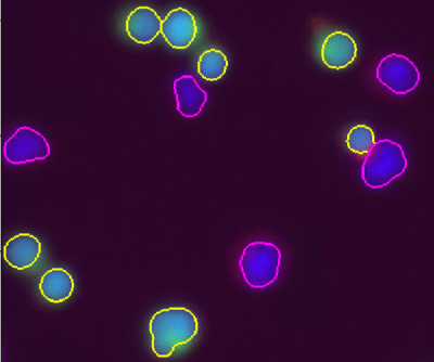 Representative Image of Cell Counting