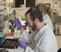 A male and female scientist at work bench using pipettes