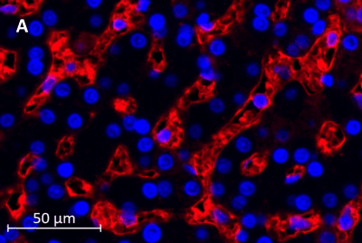 IgG labeled Monkey Liver positive control tissue.