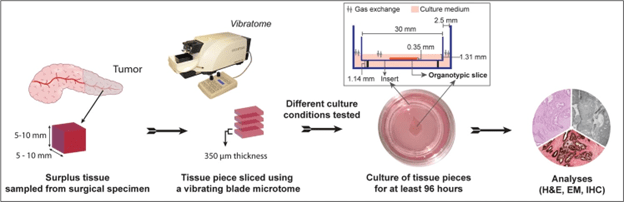 Diagram depicting the workflow of preparation, culturing, and analysis of precision-cut tissue slices.